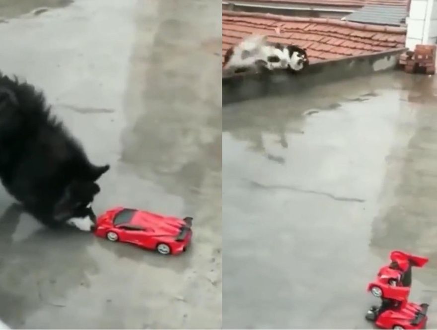 影／玩具車突然變形！二哈嚇慘趕緊「倒退嚕」　下秒…竟180度側翻墜樓