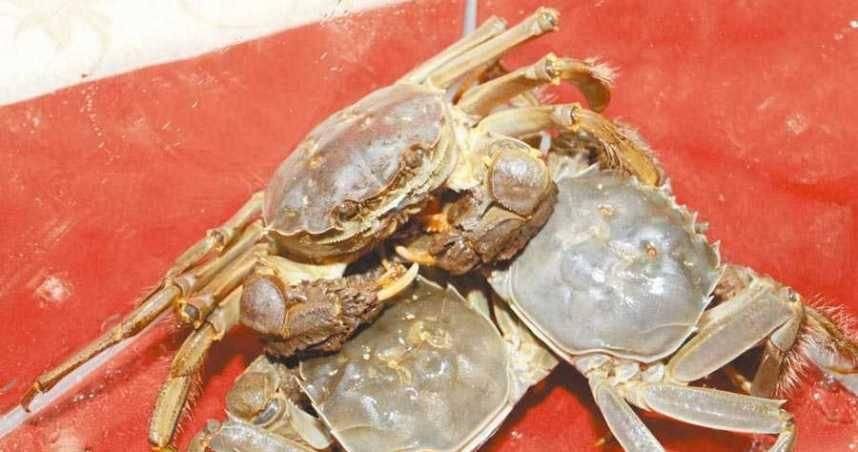 秋天吃蟹要注意…「死螃蟹不能吃」超市卻賣冷凍蟹　背後原因揭密