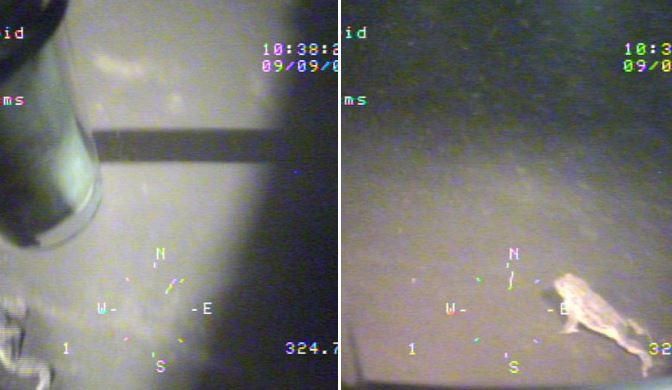 尼斯湖水底發現巨型生物！遭疑水怪真實面貌…百公尺深淵「驚見畸形巨大蟾蜍」