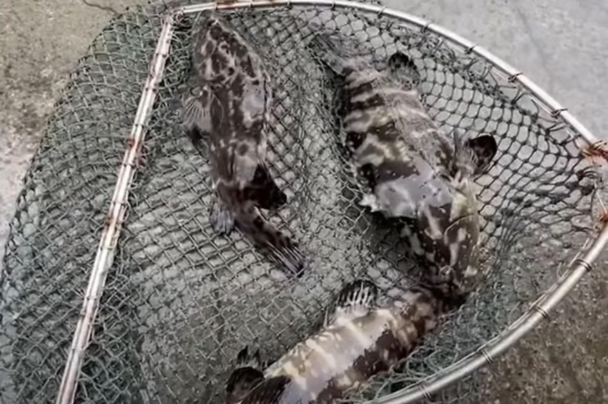 快訊/中止部分ECFA關稅減讓後釋善意　陸國台辦：石斑魚今起解禁「首批」業者可輸入