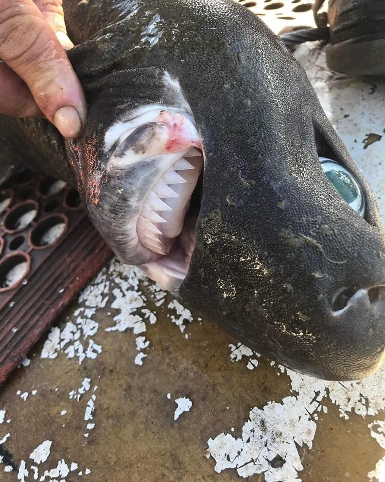 驚！650公尺深海捕獲怪魚　「凸眼暴牙」恐怖長相網嚇壞：外星異形？！