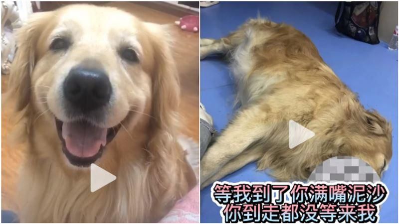 16年閨蜜求借愛犬拍戲…才1天「牠滿口泥沙、鮮血」已斷氣！劇組聲明遭罵翻