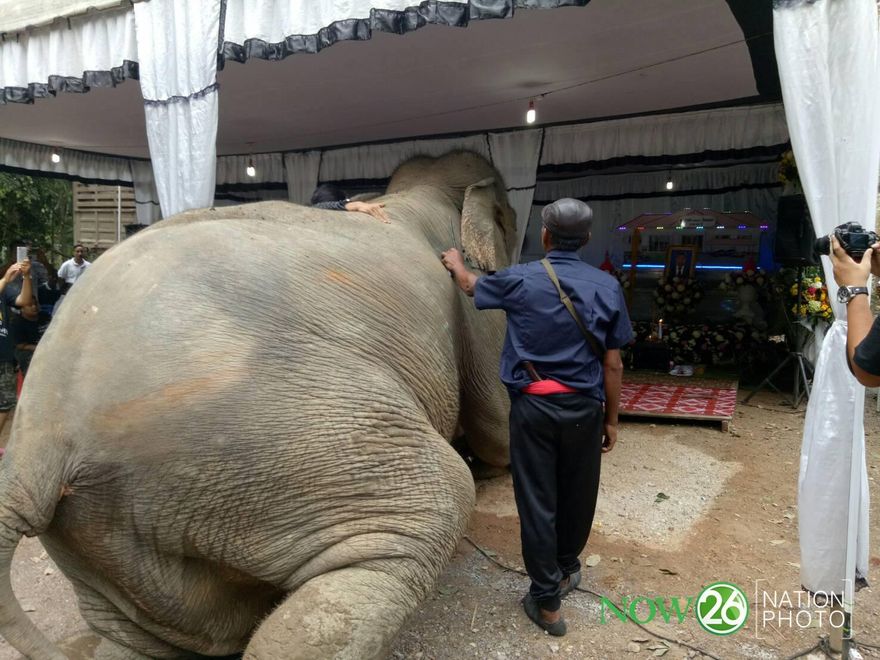 真的有靈性！飼主車禍離世　 大象衝靈前屈膝膜拜 揪心一幕全網側目