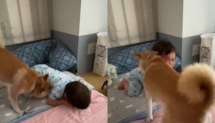 你怎哭了啦！柴柴驚見小主人趴地太悲傷…下秒「肉臉擦淚水」超暖