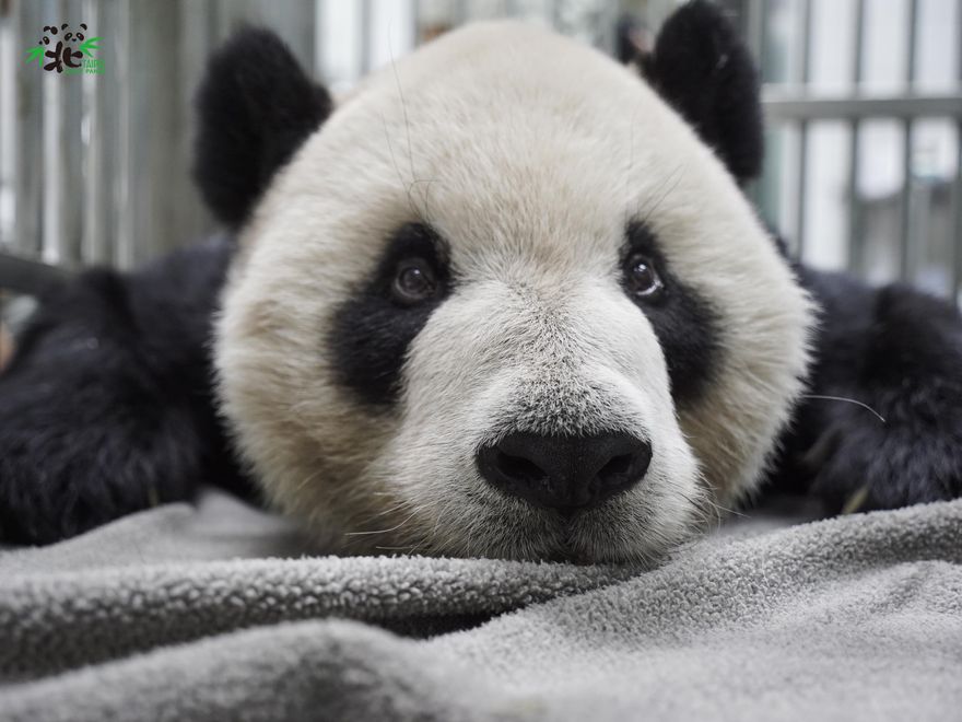 蹭團團？！詐騙集團恥度無極限　超扯詐騙簡訊曝....網友全都傻爆眼