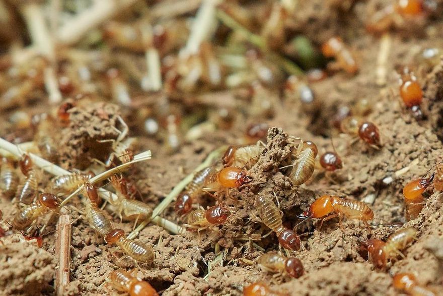 噁！巨量白蟻大軍攻占上海　網教戰「炸來吃」對付：味道超級好