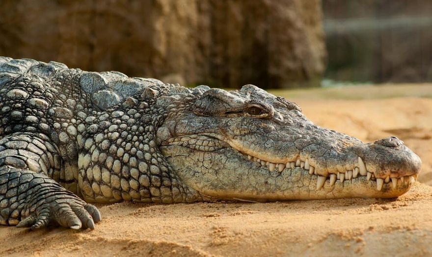 影／被鱷魚咬照樣上班！68歲馴獸師腿部「兩大咬痕」　縫合後不到20分鐘回歸崗位