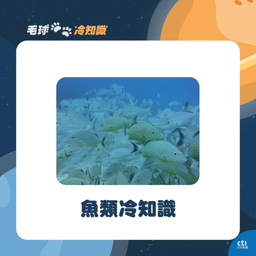 【毛球冷知識】被忽略多年的魚類冷知識！