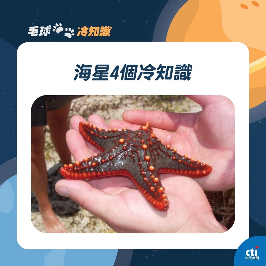 【毛球冷知識】海星有很多眼睛？超怪冷知識報你知！