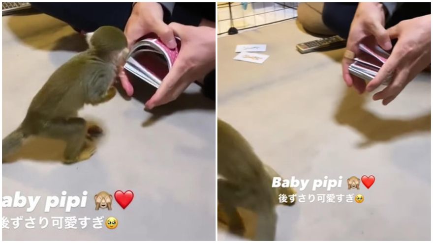 好奇猴寶「撲克牌初體驗」把拔洗牌卻嚇跑！膽小猴：它聲音嚇到偶了