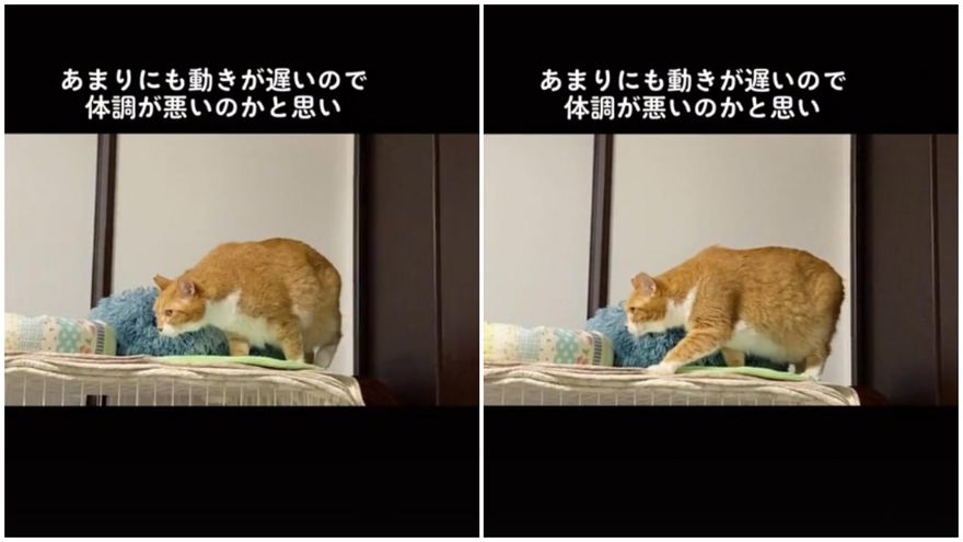 老貓動作「突放慢遲緩」鏟屎官嚇爆急送醫！醫生診斷：牠很有愛？
