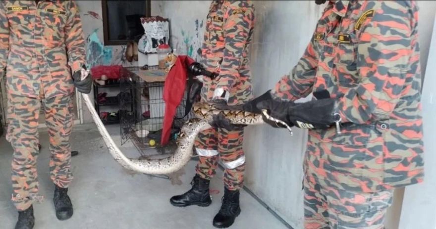 5尺巨蟒闖民宅！飼主見蛇身隆起…驚覺「愛貓遭生吞」崩潰報案