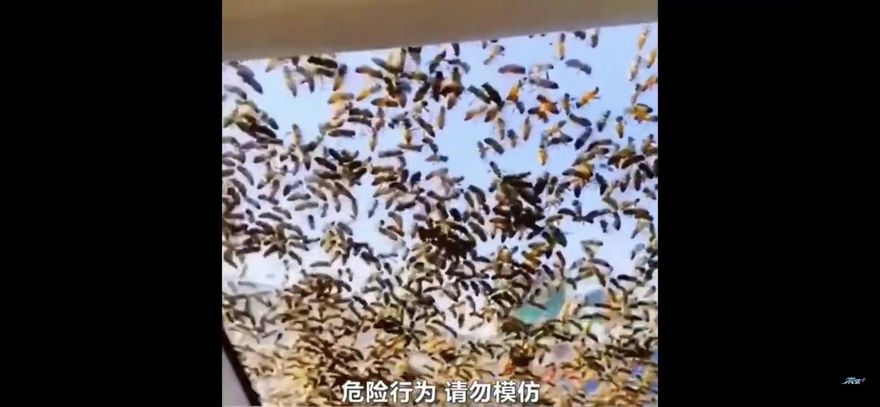 男子偷走蜂王遭蜂群追擊　蜜蜂爬滿車窗一路追殺