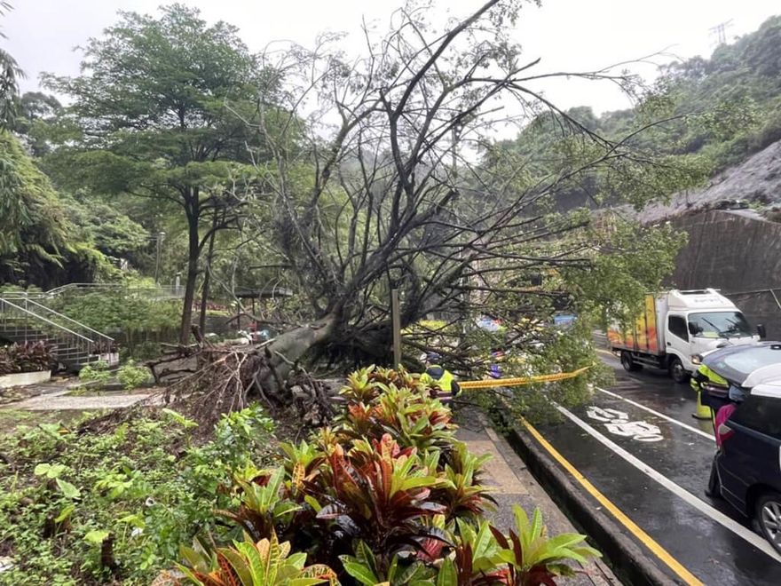 基隆自強隧道外榕樹倒塌壓傷女騎士…疑因大雨導致樹根腐爛