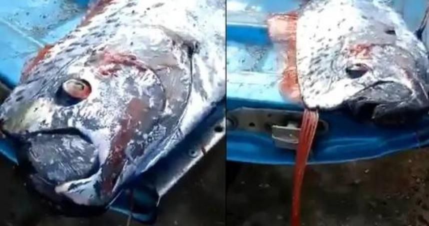 毀滅性地震恐來襲？身長4.8m「龍宮使者」浮出水面　智利漁民憂：災害來臨前兆