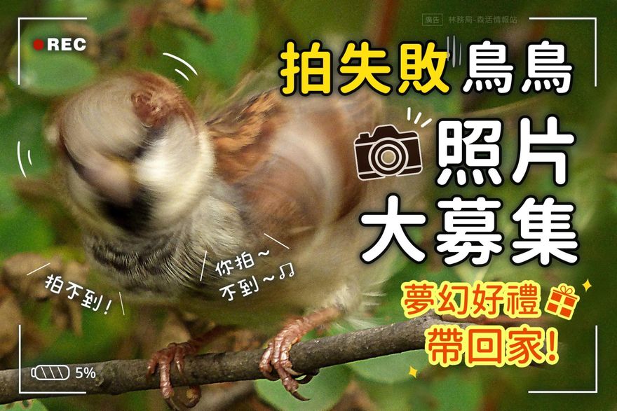 「野鳥爆笑NG照」曝光！林務局徵「失敗鳥照片」　夢幻好禮大放送