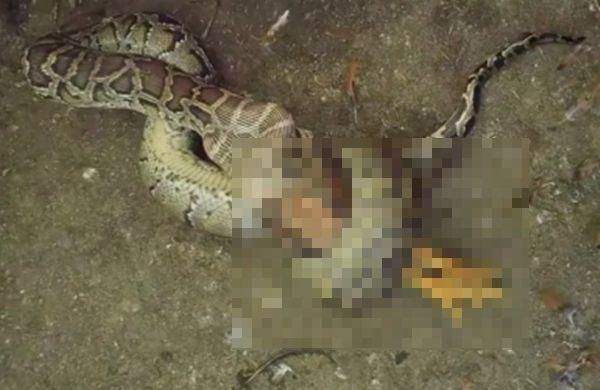 雞舍遭巨蟒竄入「奪命纏繞」！驚悚生吞畫面曝…居民震驚圍觀