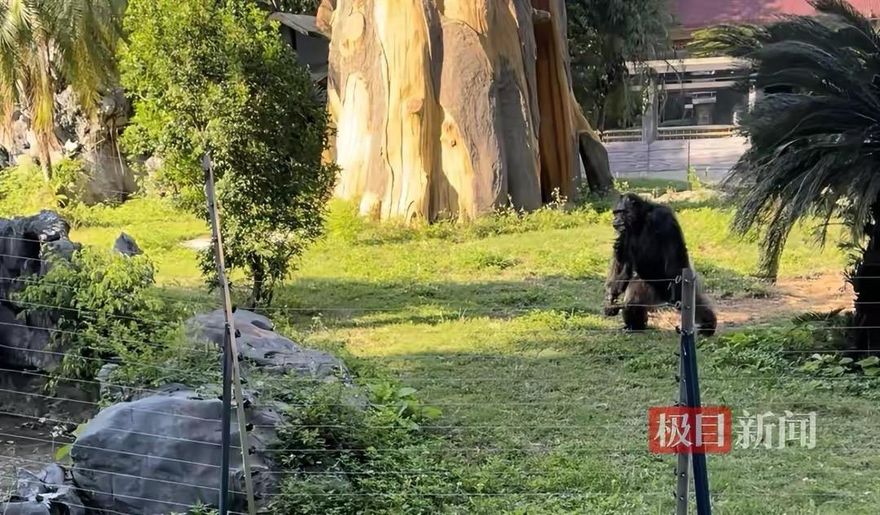 神奇動物齊聚南寧動物園　網民質疑：是什麼讓他們瘋狂？