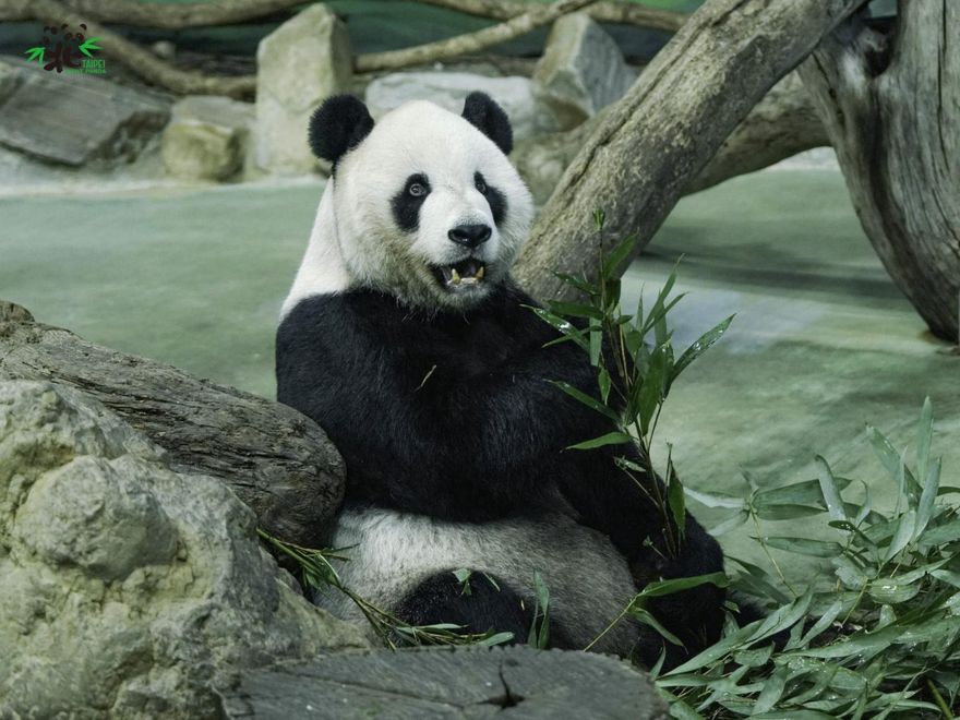 大貓熊團團下周回家！園方2招防癲癇重摔、溺水　室內館抱病見客現況曝
