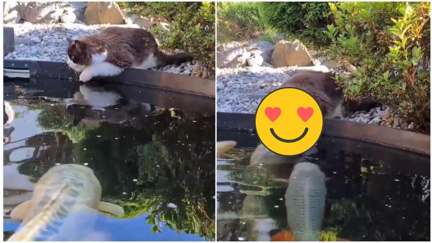 影/準備開動？大型魚湯成「戀愛現場」喵星人超溫柔：大家都是好朋友