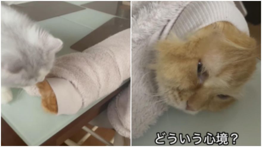 影/外套長出橘色毛怪「生無可戀眼神」引爆笑！飼主無奈：上班要遲到了～我才生無可戀