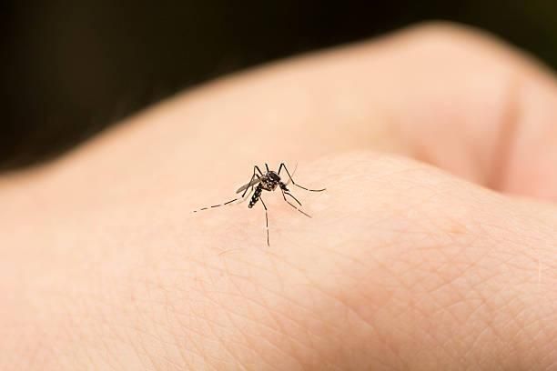 童遭蚊蟲叮咬雙腳黑青變「蜂窩性組織炎」醫籲：可冰敷勿抓！易細菌感染