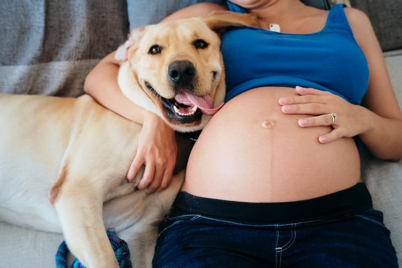 孕婦養毛小孩能預防寶寶過敏？專家曝毛孩定期做「1件事」可預防！