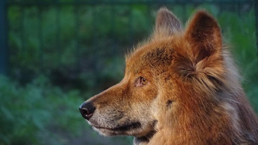 男子隨手餵食「流浪狗」挨罰7萬！原來竟是野生動物「澳洲野犬」
