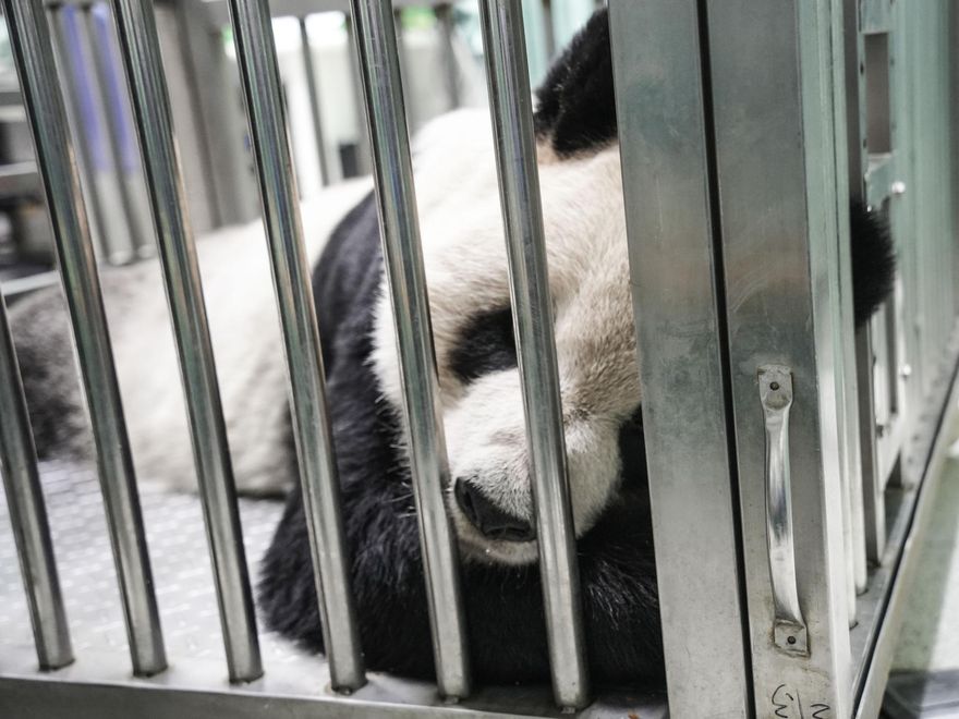 難過！「團團」後肢無力食慾下降　動物園持續追蹤病況