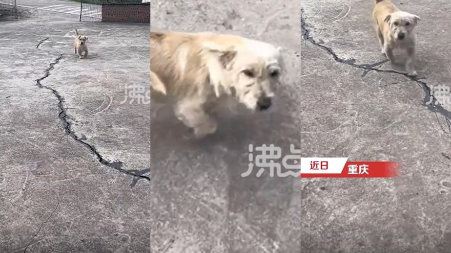 影/忠犬小八！土狗遭扔50公里外一星期後跑回家　網心疼：錯付一腔真情