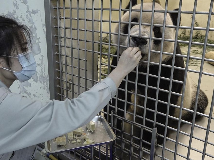 快訊/團團現做安寧治療！動物園認「不再侵入性檢查」　盼牠舒服過每一天