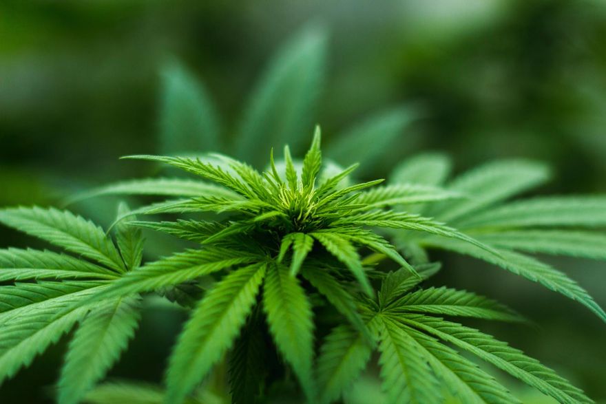 德國計劃「娛樂用大麻合法化」可創千億稅收