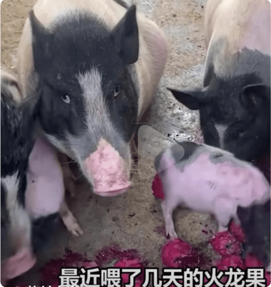 影/眼神好嫌棄！吃慣木瓜突換火龍果　主人遭「傲嬌」小豬白眼
