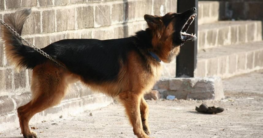 美送貨員陳屍民宅草坪！疑遭猛犬活活咬死　掛牌「內有惡犬」難阻慘劇