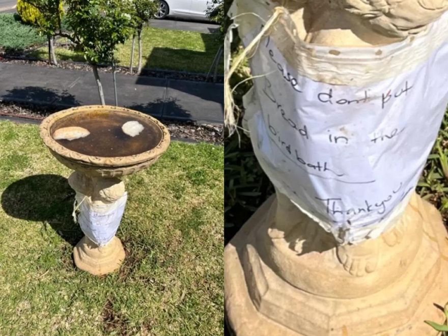 自家水盆遭「丟麵包餵鳥」！她一氣之下貼紙條警告　殊不知罪魁禍首竟是…