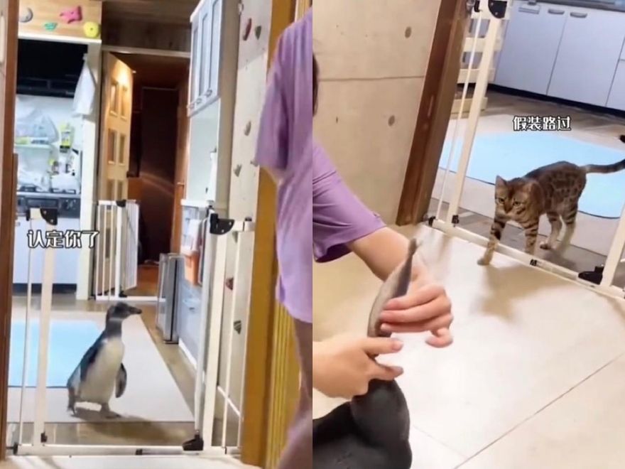 喵星人吃醋了！小企鵝養在家「緊跟主人＋大口吃魚干」　理由竟是…