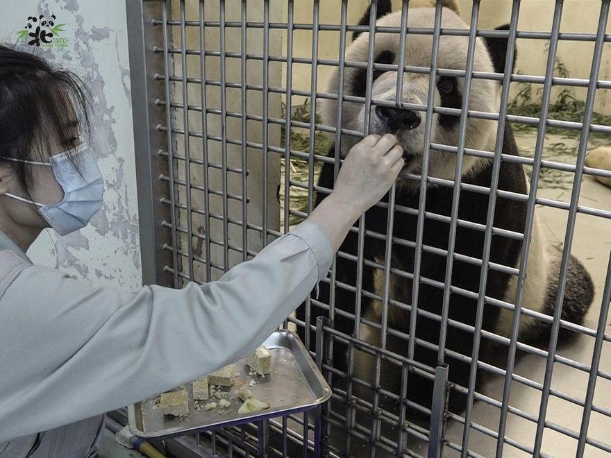 陸專家搭機抵台！搭車直奔動物園探視「團團」