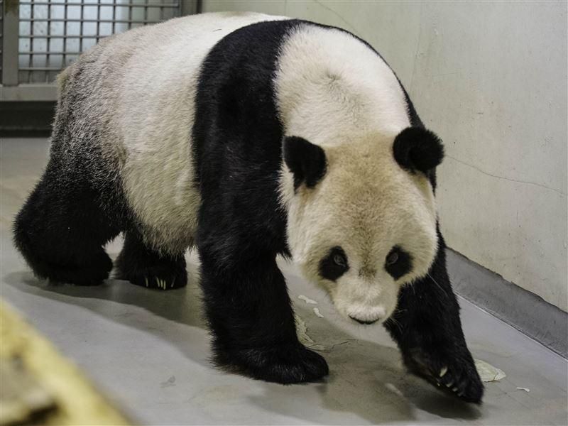 大熊貓團團預後不佳！大陸專家對安寧治療表贊同