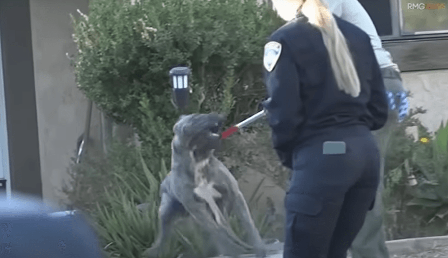 16歲女遭「自家養的6隻大型犬壓身攻擊」！鄰居想救反被追咬