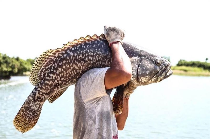 「這種魚」不僅是減重聖品　更是在疫期期間可增加免疫力的食物！