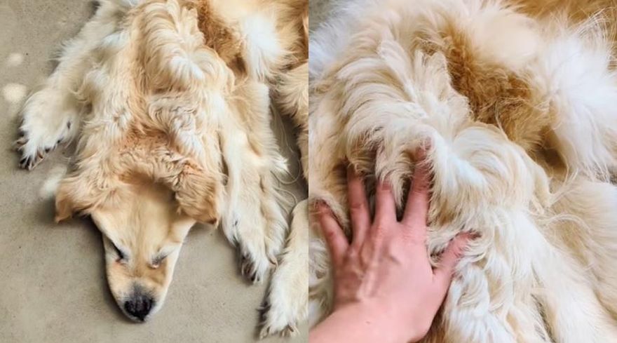 想把離世愛犬留在家…飼主剝皮做毛毯！標本師成品曝光網看傻：我會瘋掉