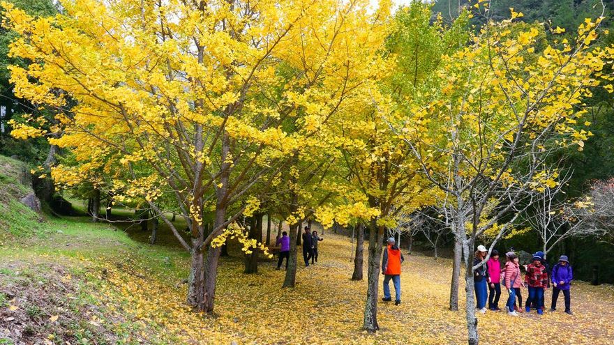 影/武陵農場一片金黃　銀杏轉色「如置身北國」　11月底前快上山