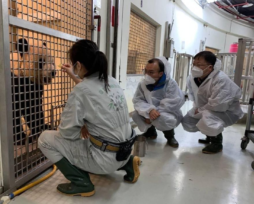 團團情況好轉！但仍查嘸病因　陸2名專家明搭機離台祝願「早日康復」