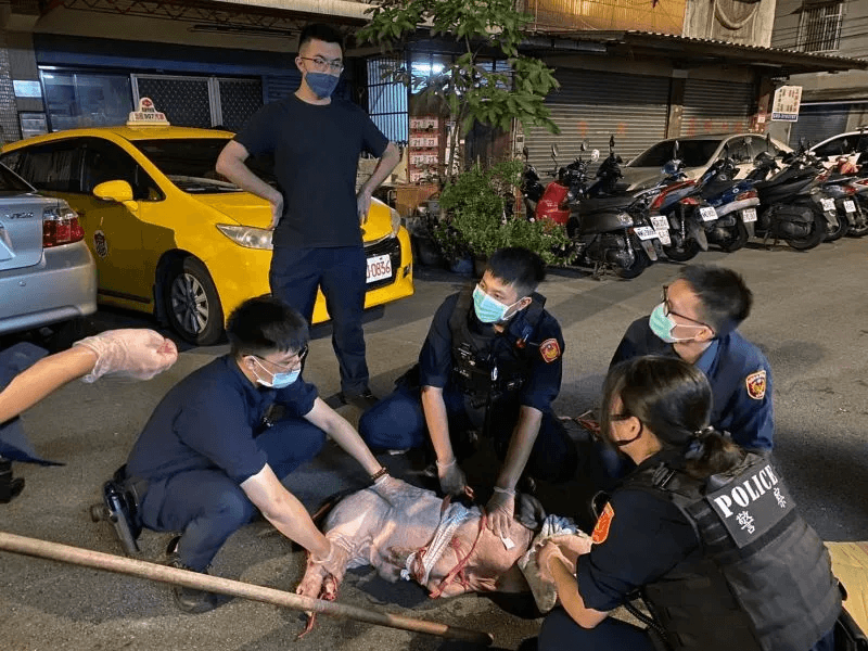半夜驚見浪浪豬蹺家嚄嚄叫！　桃園警民2小時人豬大戰贏了