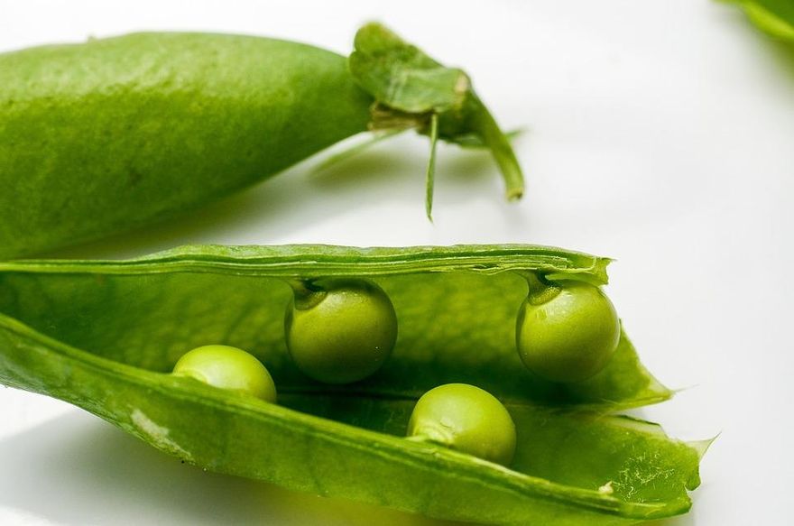豌豆知多少？農糧署：最常吃的５種類型