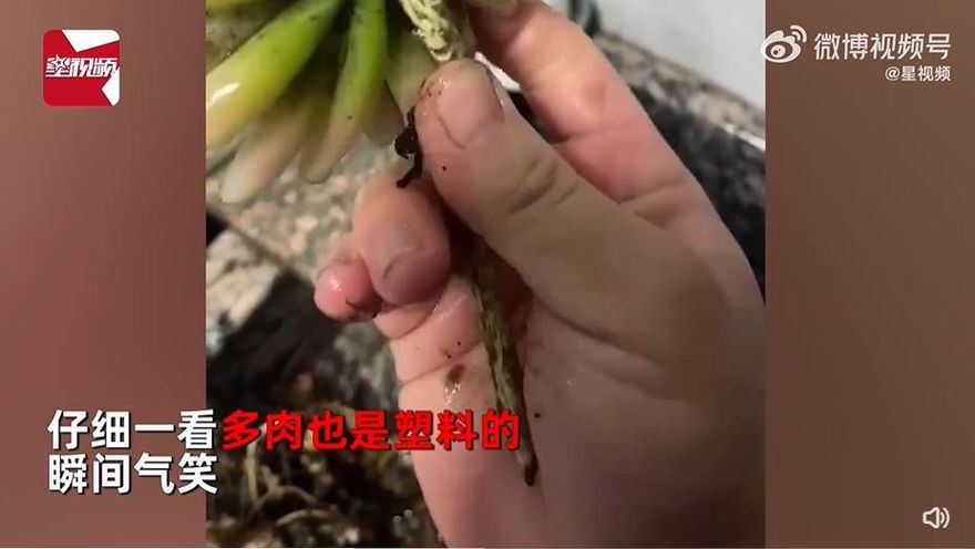 氣到笑！養1年「多肉」換盆傻眼：根是鐵絲、整株都塑膠