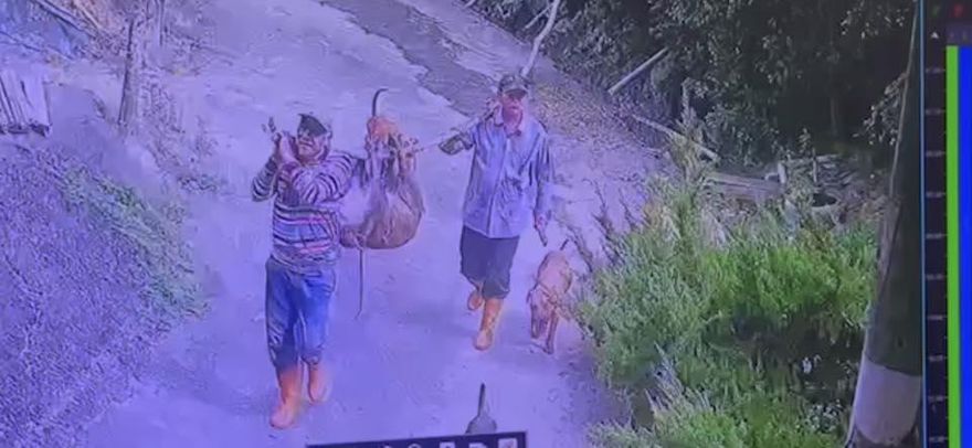 台南惡賊闖豬舍…「行刑式屠殺」寵物豬扛走！露詭笑畫面曝光