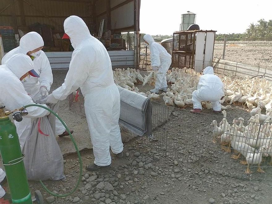 屏東縣肉鴨場驚傳禽流感！防疫人員迅速撲殺1350隻肉鴨