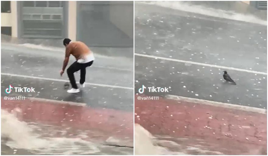 【影】生死一瞬間！鴿子受困暴雨冰雹之中動彈不得　暖心結局網友瘋傳
