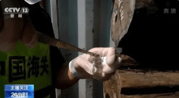 進口原木發現全球新物種！「變態級蟑螂」畫面曝光...陸海關急送驗
